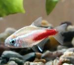   (Paracheirodon innesi var.), M