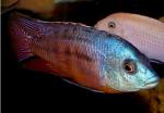   (Copadichromis boadzulu, Haplochromis boadzulu, Nyassachromis boadzulu, Cyrtocara boadzulu), XL