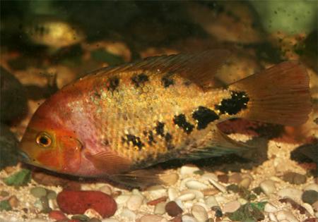 Цихлазома радужная, Цихлазома синспилум (Vieja synspila, Cichlasoma synspilum), S Цихлазома радужная, Цихлазома синспилум (Vieja synspila, Cichlasoma synspilum), S