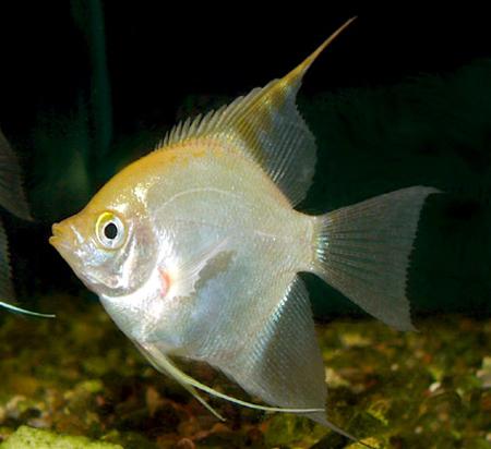   (Pterophyllum scalare var.), XL