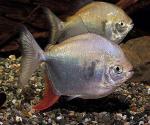  ,  ,  ,   (Myloplus rubripinnis, Myleus rubripinnis), L