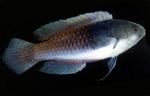   (Cirrhilabrus cyanopleura), M