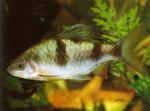  , - (Puntius arulius, Barbus arulius, Capoeta arulius), L