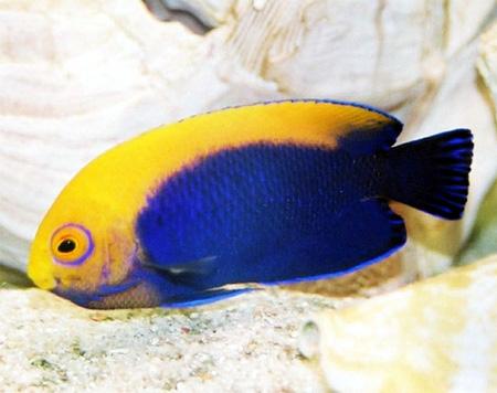   (Centropyge aurantonotus), S