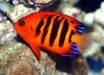  ,   (Centropyge loricula), M