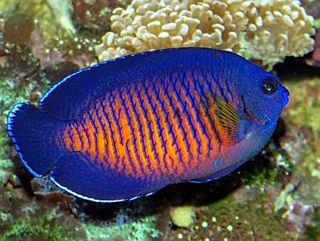   (Centropyge bispinosa), S