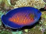   (Centropyge bispinosa), S