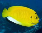  ,  ,    (Apolemichthys trimaculatus, Holacanthus trimaculatus), L