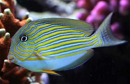  ,  , - (Acanthurus lineatus), L