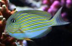  ,  , - (Acanthurus lineatus), L
