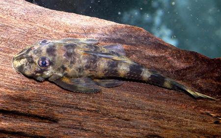 Пеколтия-бабочка, Пеколтия пульхер, L-168 (Peckoltia pulcher, Zonancistrus pulcher), M Пеколтия-бабочка, Пеколтия пульхер, L-168 (Peckoltia pulcher, Zonancistrus pulcher), M