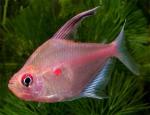  , ,   (Hyphessobrycon erythrostigma, Hyphessobrycon rubrostigma), M