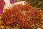   ,   (Heteractis magnifica), XL