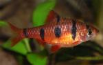   (Puntius pentazona, Barbus pentazona), S