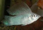    (Poecilia latipinna var.), M 