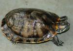   (Trachemys scripta elegans), S