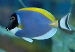   ,   (Acanthurus leucosternon), M