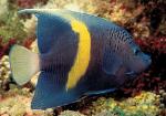 -, ,  ,   (Pomacanthus maculosus, Pomacanthus striatus), M