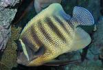  ,  (Pomacanthus sexstriatus, Euxiphipops sexstriatus), M