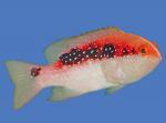   (Variola louti), M