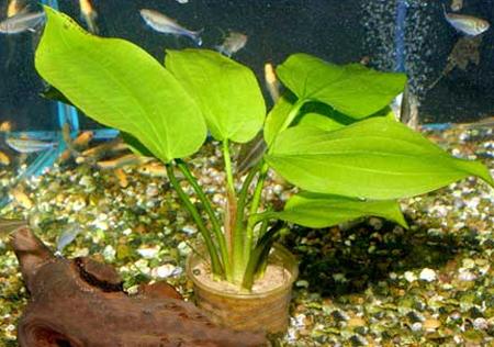   (Echinodorus horisontalis), M