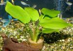   (Echinodorus horisontalis), M