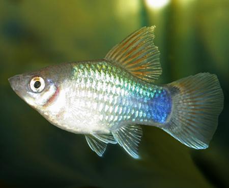   (Xiphophorus maculatus var.), M 