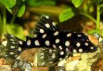  LDA-33 (Baryancistrus sp. LDA-33), M