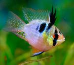    (Microgeophagus ramirezi var.), L