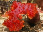  (Dendronephthya sp.), L