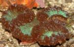  (Blastomussa sp.), L