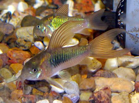 Коридорас золотистый длинноплавничный (Corydoras aeneus var.), M