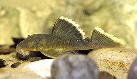 Паранциструс магнум, L-047 (Parancistrus sp. L-047, Baryancistrus sp. L-047), M