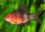   (Puntius nigrofasciatus, Barbus nigrofasciatus), L