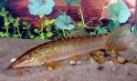  ,   (Syncrossus berdmorei, Botia berdmorei), M