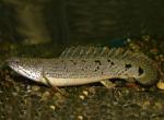   (Polypterus delhezi), M