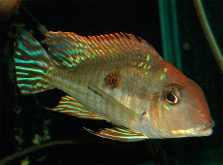 Геофагус краснощекий (Geophagus sp.), M