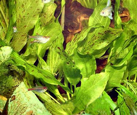 Эхинодорус "Оцелот зеленый" (Echinodorus "Ozelot green"), S