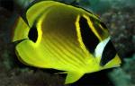 -,  (Chaetodon lunula), L