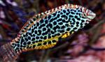 - ,  ,   ,   (Macropharyngodon meleagris), M