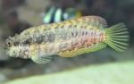  ,  ,  ,  ,   (Salarias fasciatus), M