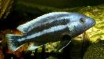 Меланохромис чипока (Melanochromis chipokae), S