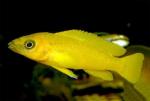  ,  ,   (Neolamprologus leleupi), M