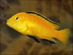 Лабидохромис церулиус - лимонный, Лабидохромис желтый (Labidochromis caeruleus var. "Yellow"), M