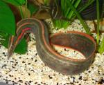   (Mastacembelus erythrotaenia), M