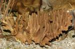  (Lobophytum sp.), S 