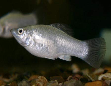 Моллинезия серебряная - Снежинка (Poecilia sphenops var. Snowflake), L