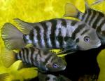   (Archocentrus nigrofasciatus, Cichlasoma nigrofasciatum), L