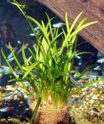  ,   (Sagittaria subulata, Sagittaria natans, Sagittaria pusilla), M   