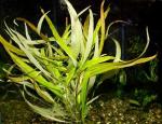 Гигрофила щитковидная иволистная (Hygrophila corymbosa "angustifolia", Hygrophila angustifolia, Hygrophila salicifolia), M